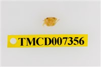 藏品(雙色澤蟹)的圖片